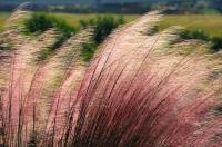 Wiosenne piękno traw ozdobnych: Jak wykorzystać trawy ozdobne w kompozycjach ogrodowych