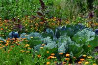 Kalendarz ogrodniczy: kwietniowy siew warzyw