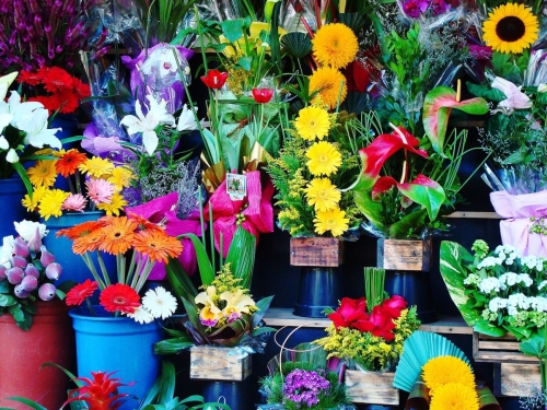 Kolorowe kwiaty i piękne bukiety. Którą kolską kwiaciarnię wybierasz? [GŁOSOWANIE]