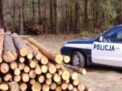 Nawet 5 lat więzienia za 14 drzew z lasu 