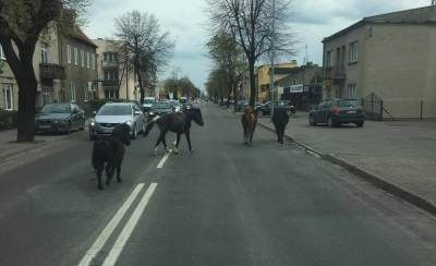 Konie, kucyki biegające po ulicy Toruńskiej!