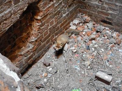Lis uwięziony w baszcie kolskiego zamku