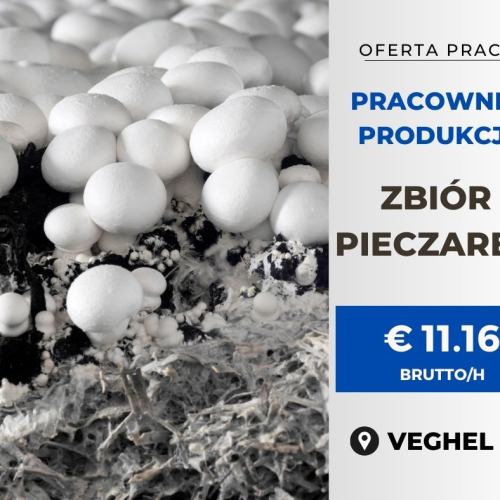 logo firmy Holandia Jobs