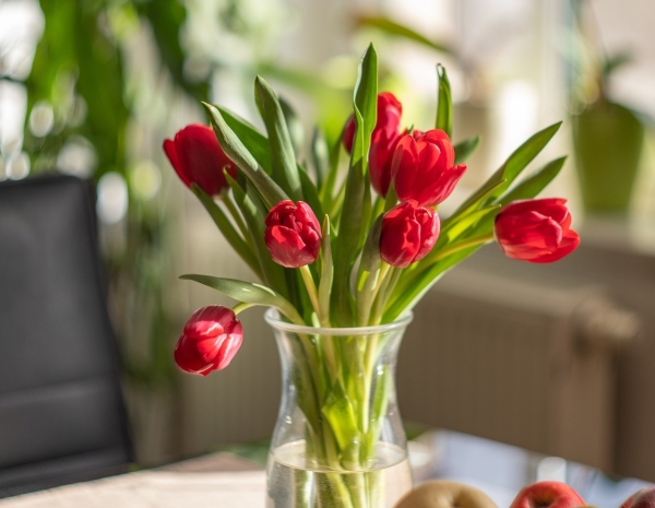 Bukiet 15 czerwonych tulipanów