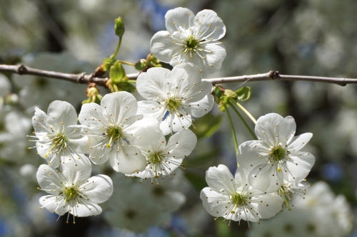 Wiosenne kwitnienie drzew owocowych: jak dbać o drzewa owocowe