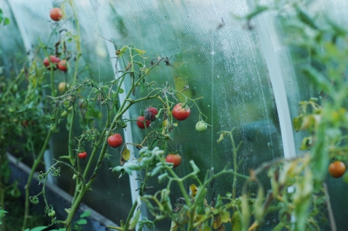  Wiosenne hodowle w szklarniach: jak zacząć uprawę roślin w warunkach kontrolowanych