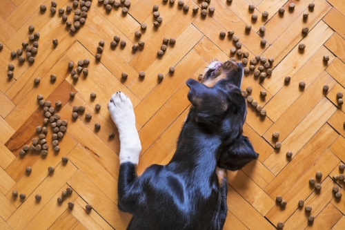 Ujawnienie psiego winowajcy: dlaczego psy kradną jedzenie ze stołu?