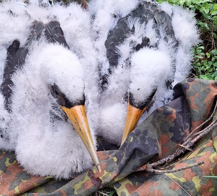 Nadleśnictwo Koło chwali się nowym lęgiem bocianów