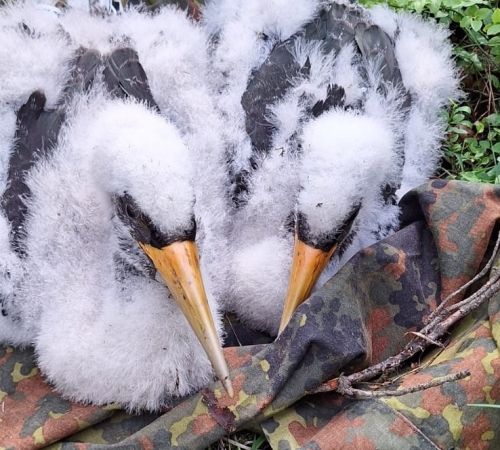 Nadleśnictwo Koło chwali się nowym lęgiem bocianów