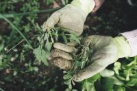 Ochrona roślin przed szkodnikami: naturalne metody i techniki
