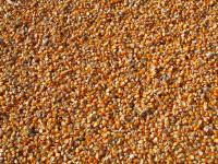 Dopłaty do kukurydzy - wnioski o pomoc do 29 lutego