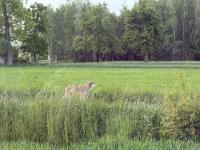 Wilki znów widziane w powiecie kolskim. Gmina apeluje o ostrożność