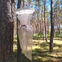 W lesie z pułapkami: leśnicy walczą z brudnicą mniszką