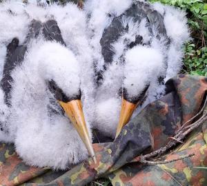 Nadleśnictwo Koło chwali się nowym lęgiem bocianów
