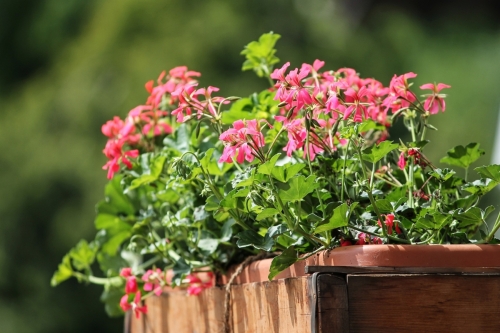 Kwiaty na balkon w czerwcu: Jakie rośliny najlepiej radzą sobie w słońcu?