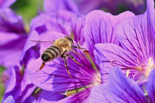Majowe kwiaty miododajne: Strategie przyciągania pszczół i innych pożytecznych owadów do ogrodu