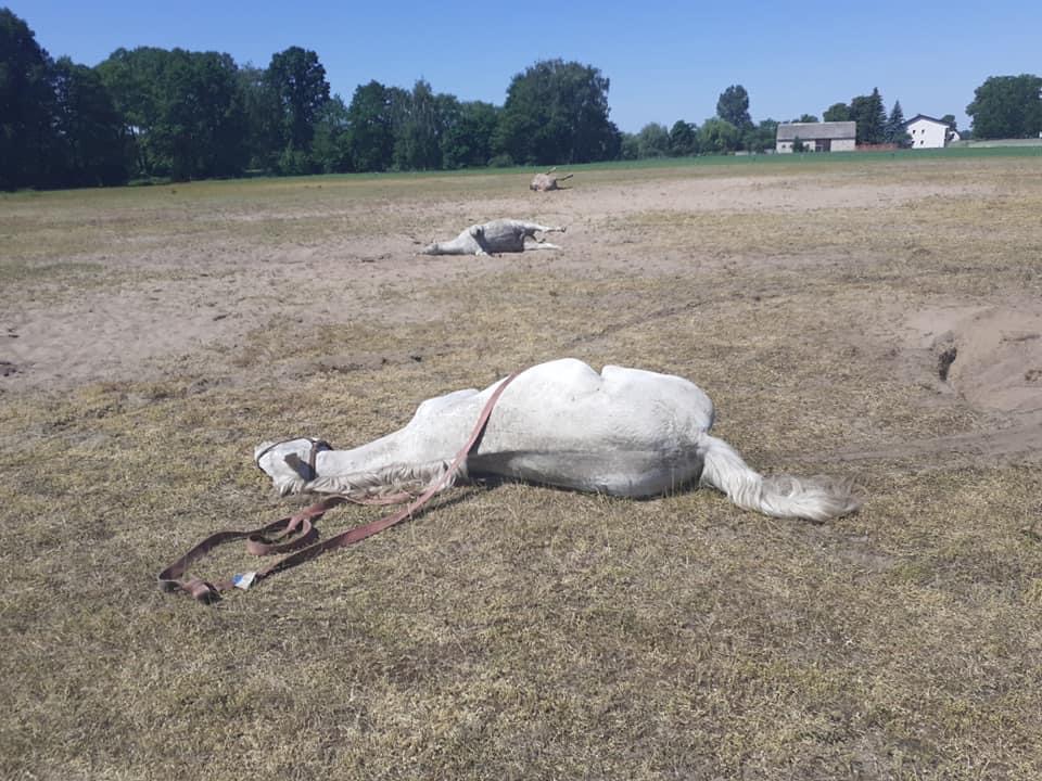 AKTUALIZACJA: Wzrósł bilans zmarłych koni w Turach