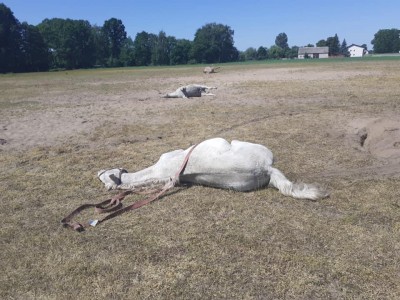 AKTUALIZACJA: Wzrósł bilans zmarłych koni w Turach