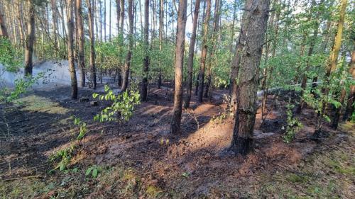  Pożary lasów i traw w powiecie kolskim - strażacy coraz częściej wzywani do akcji