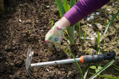 Rozpocznij sezon od podstaw: Jak przygotować glebę do sadzenia na wiosnę