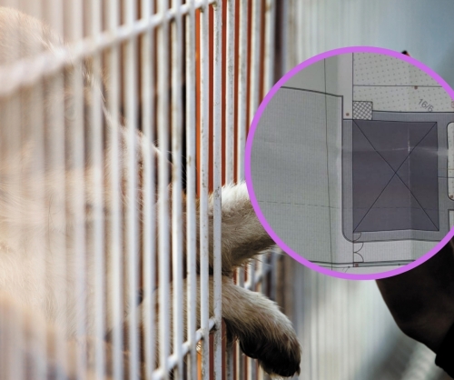 Schronisko dla psów i kotów w Kole? Jest już koncepcja