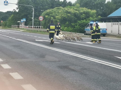 Strażacy eskortowali rodzinę łabędzi na DK92