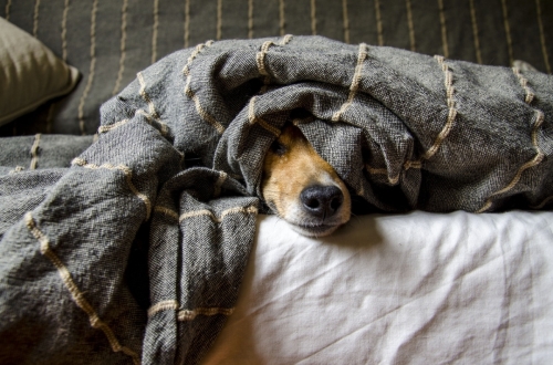Przygotuj zwierzęta na sylwestrową noc. Jak pomóc psom w stresie?