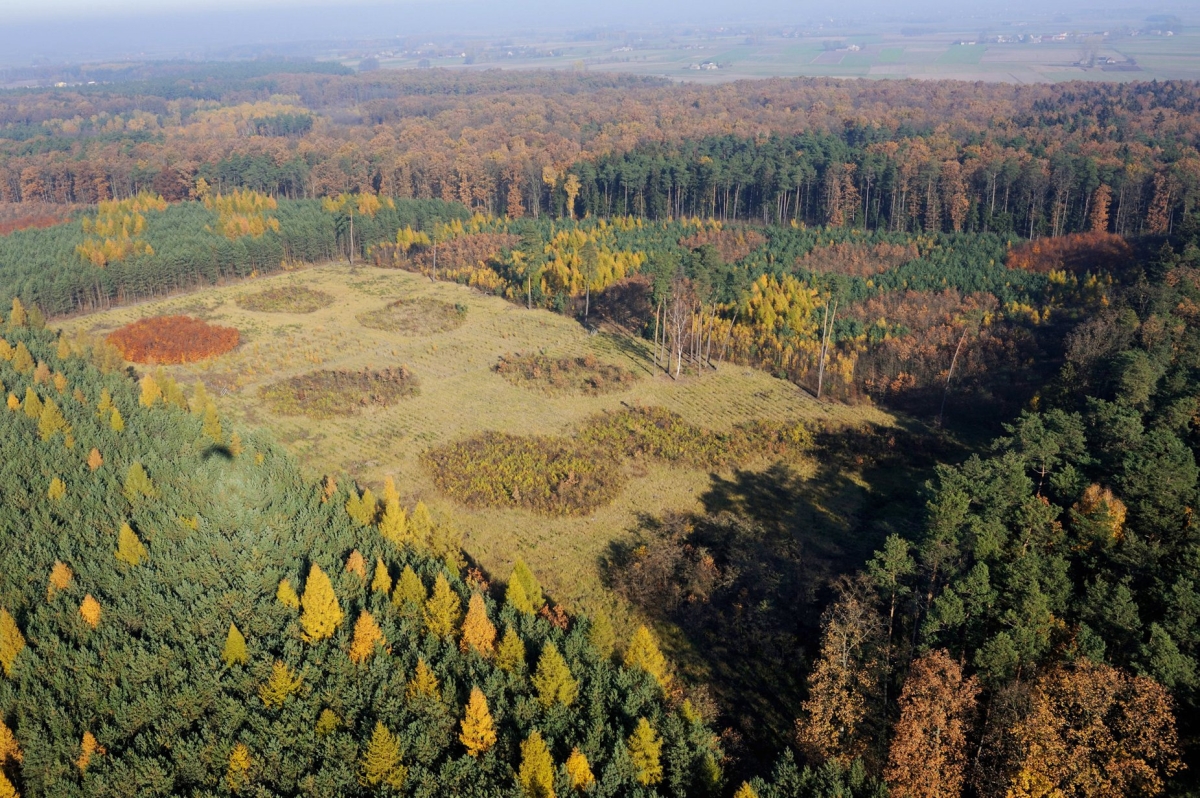 Przebudowa drzewostanów to bardzo długi proces. Nadleśnictwo Koło tłumaczy