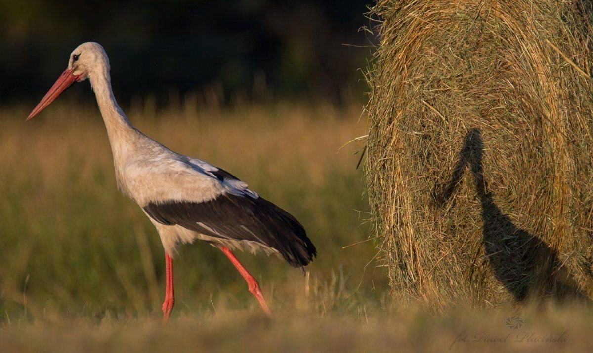 Prognoza pogody dla Koła na nadchodzące dni. Jaka będzie majówka?