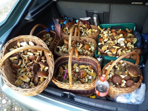 Kolejny weekend i kolejne zbiory grzybów naszych czytelników [FOTO]