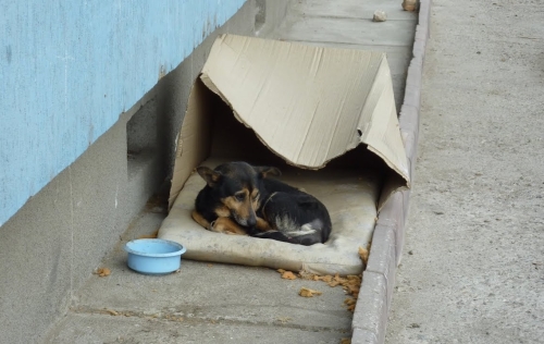 Światowy Dzień Zwierząt Bezdomnych: Wyraz troski o te bezbronne istoty