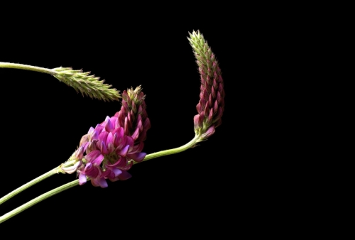 Astragalus jako naturalny adaptogen - jak pomaga w radzeniu sobie ze stresem?