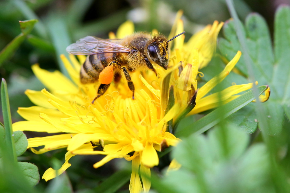 Pamiętajmy o roli, jaką w ekosystemie odgrywają zapylacze w tym pszczoły