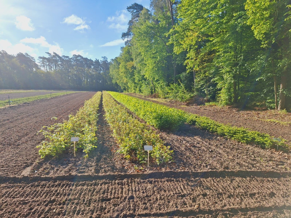 Jesienna sprzedaż sadzonek drzew leśnych w Nadleśnictwie Koło