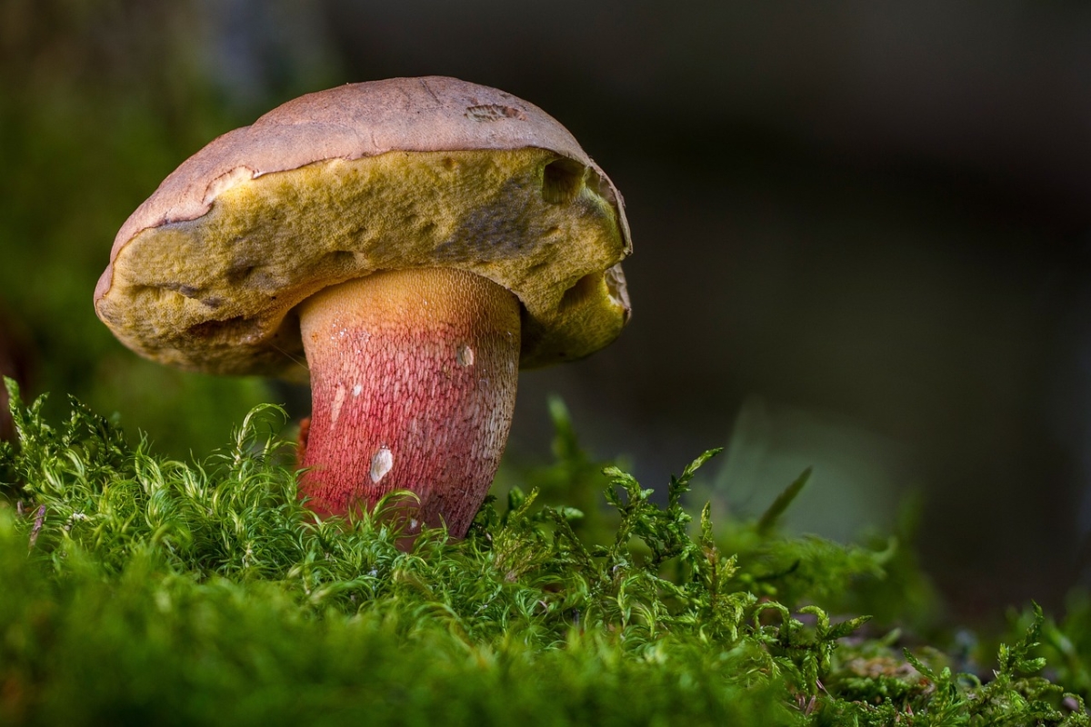 Grzybobranie w naszych lasach: Poradnik dla zbierających grzyby [ANKIETA]