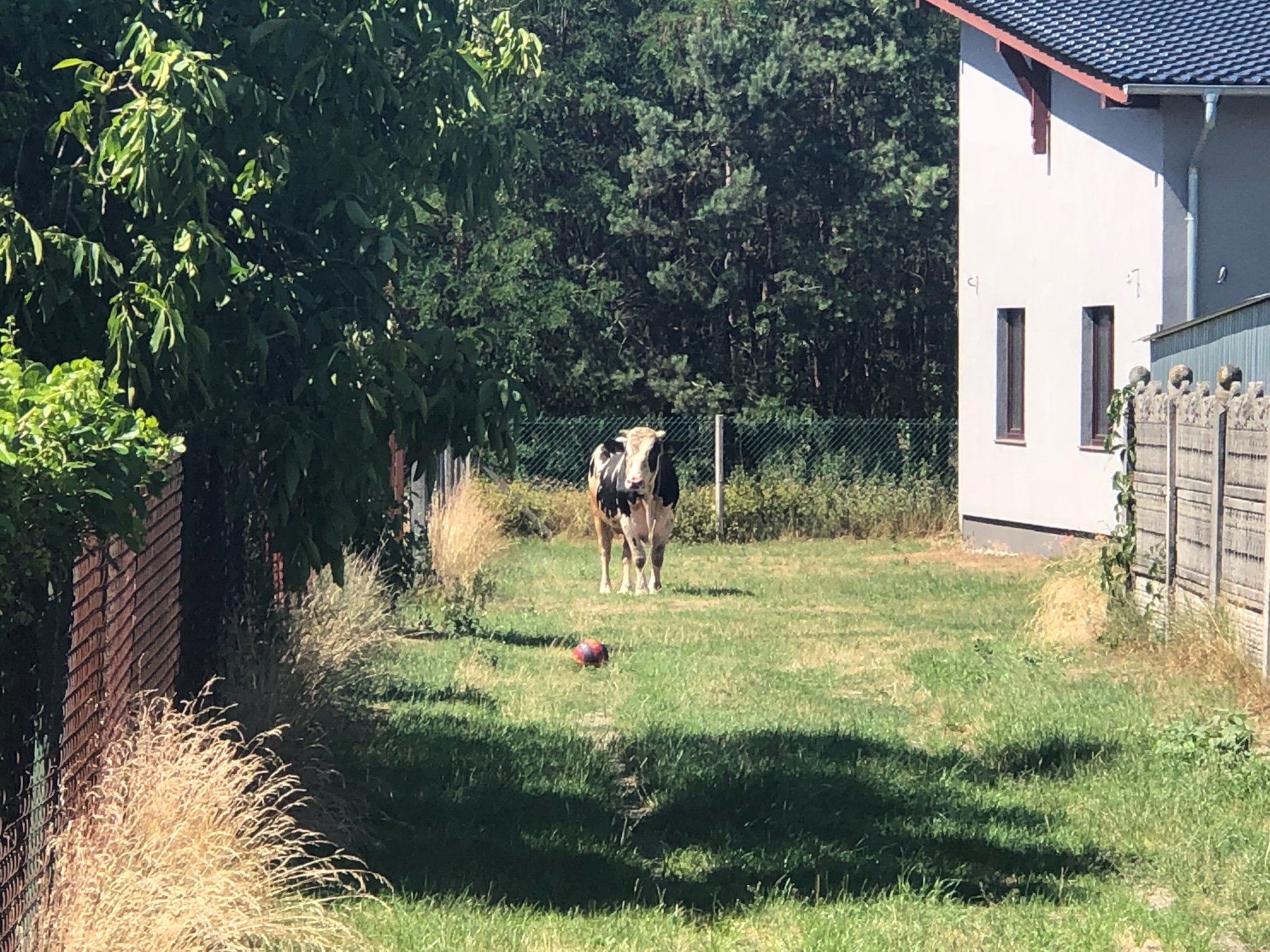 Uciekł z zakładów mięsnych i szukał schronienia na podwórku