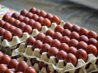 Producenci drobiu: pod koniec roku jaja mogą być droższe o kilkadziesiąt procent