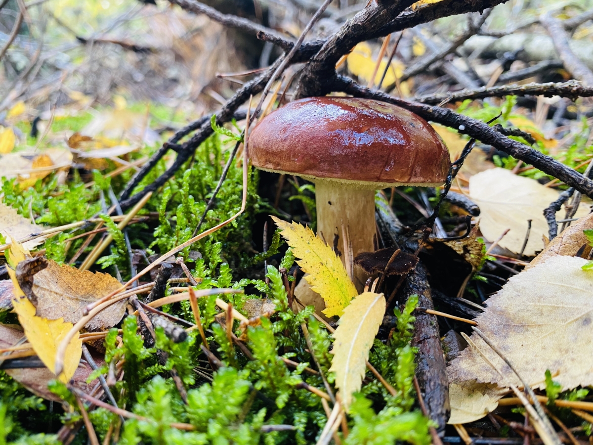 Weekendowe grzybowe szaleństwo. Czytelnicy wysłali nam zdjęcia swoich zbiorów [FOTO]