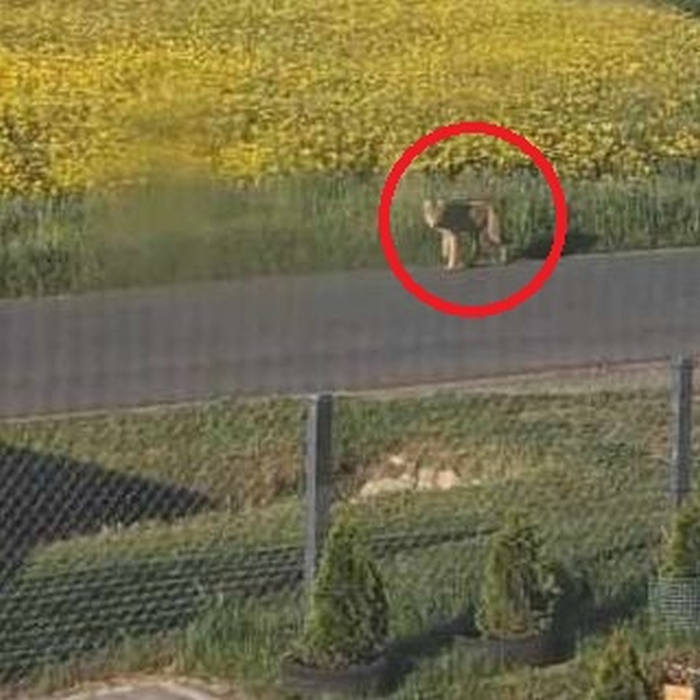 Wilk przy posesji w Dębnie Królewskim. Gmina apeluje o ostrożność!