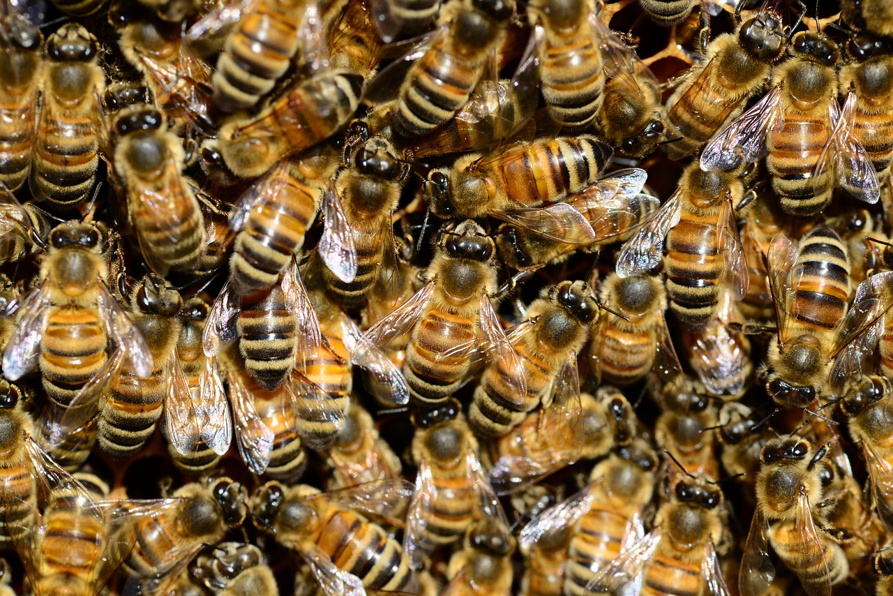 35,5 mln zł pomocy dla pszczelarzy - zapowiedź naboru