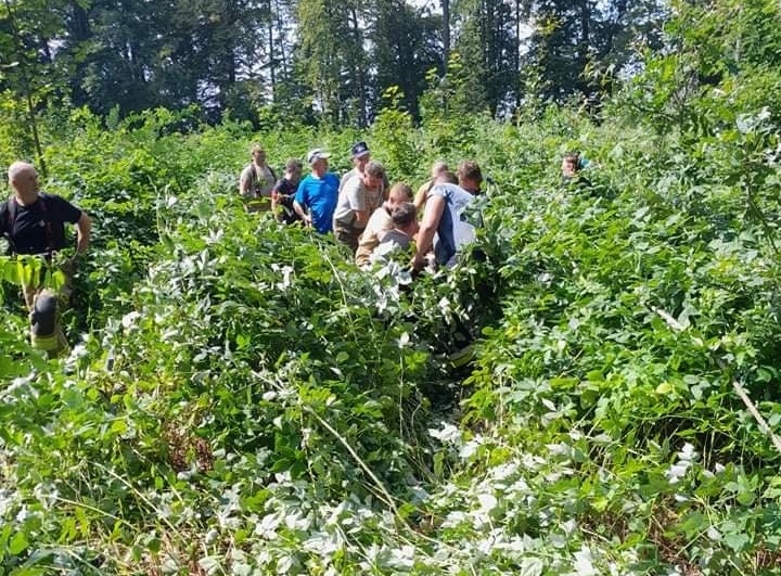 Strażacy szukali 11 byków w lesie. Zwierzęta stwarzały niebezpieczeństwo dla mieszkańców