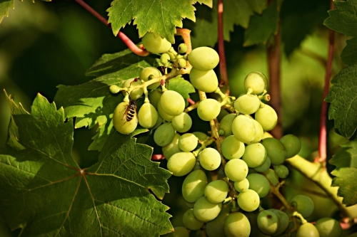 Wskazówki dotyczące uprawy winorośli: Jak zadbać o zdrowy i obfity plon