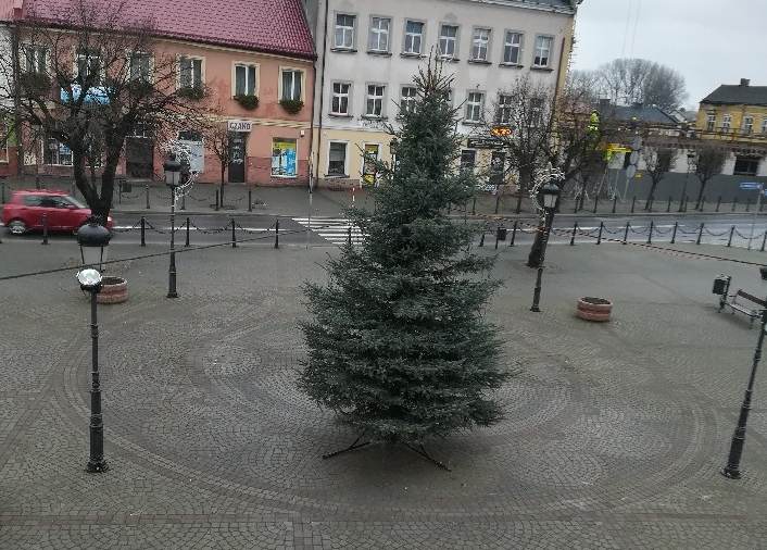 Choinka stanęła przed kolskim Ratuszem