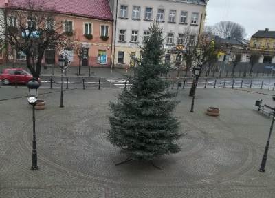 Choinka stanęła przed kolskim Ratuszem