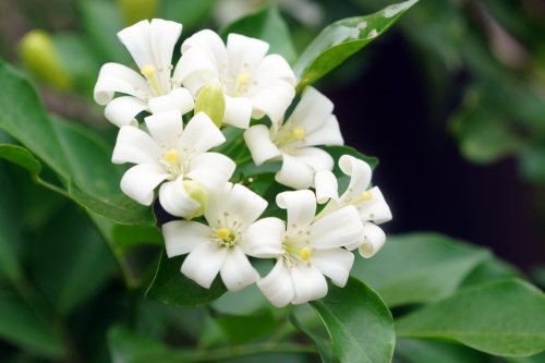 Wiosenne zapachy: Najlepsze rośliny do stworzenia aromaterapeutycznej przestrzeni w ogrodzie