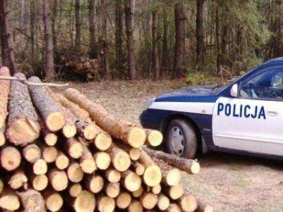 Zatrzymani za kradzież drewna