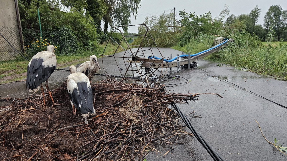 Ogromne zniszczenia po burzy. Miejscowości bez prądu i wody [FOTO]