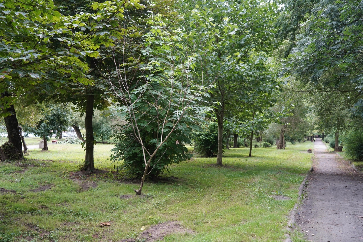 Park im. Słowackiego również zyska nowe oblicze