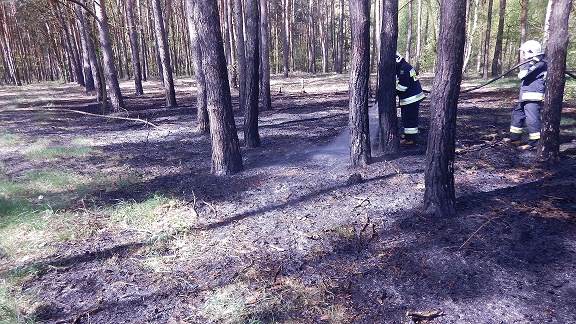 Pożar lasu w Ruszkowie