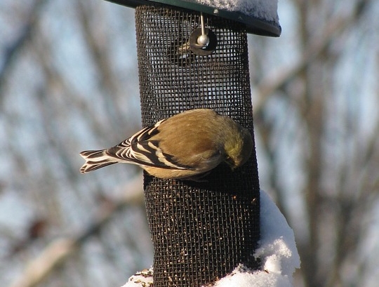 Jak i czym dokarmiać ptaki zimą? 